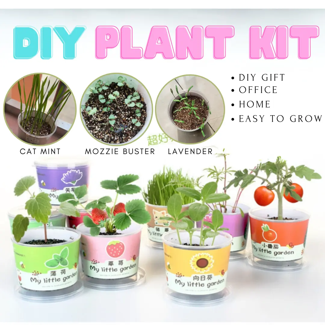 DIY Mini Plant Potted Green plant Office Desktop Bonsai Green Plant
