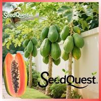 Gambar 100% Asli 10 Biji Pepaya Bonsai Dijual - Biji Pepaya Kerdil Untuk Menanam Pohon Pepaya Manis Yang Dapat Dimakan Pepaya Red Lady Biji Tanaman Pohon Pepaya Untuk Taman Balkon Pepaya Pot Dalam Ruangan Mudah Tumbuh - 1PACK dari Benih Pilihan Alam Kota Administrasi Jakarta Pusat 5 Tokopedia