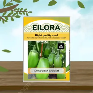 250 BUTIR BIJI/BENIH TERONG PONDOH HIJAU BESAR