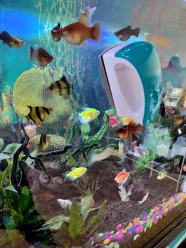 Product Review of MAGNET PEMBERSIH LUMUT AQUARIUM UNTUK KACA 5 - 12mm from M**5 0
