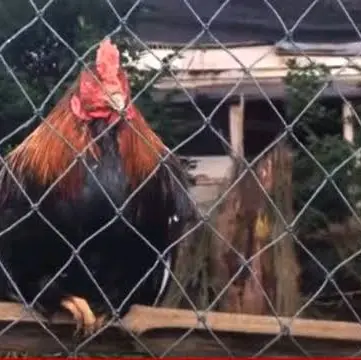 jaring pagar ayam 1m x 100meter ukuran bahan jaring lubang 4inc 1