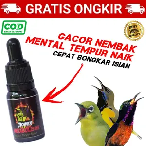 POWER METABOLISME PENGGACOR SEMUA BURUNG DOSIS TINGGI | PENGGACOR SOGON KOLIBRI PLECI