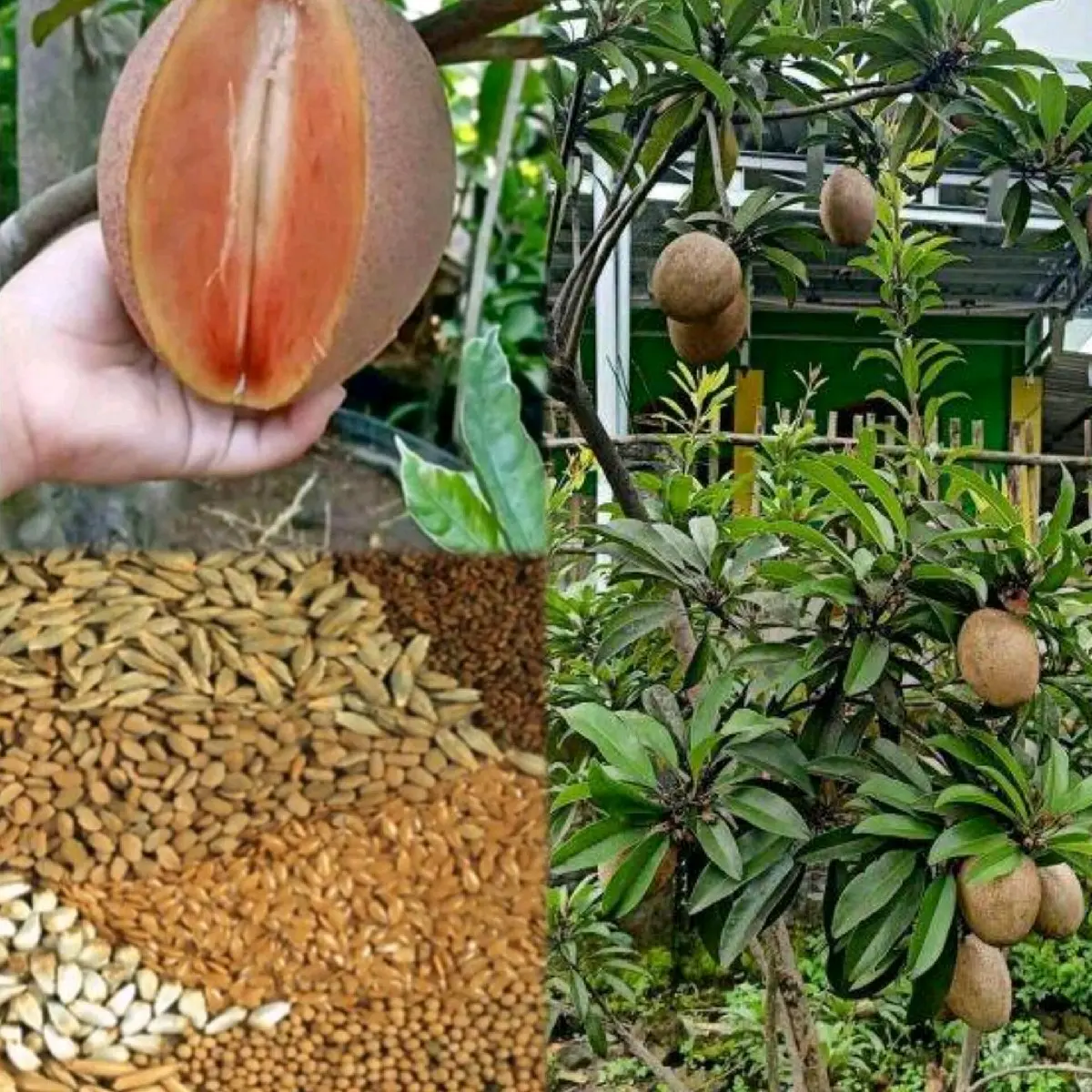 BENIH SAWO JUMBO KUALITAS SUPER PREMIUM (Bibit sawo jumbo)