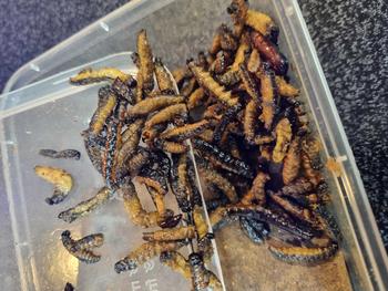 Product Review of Entung Jati Ungkrung Jati Kepompong Jati Goreng Gurih from T**o 0