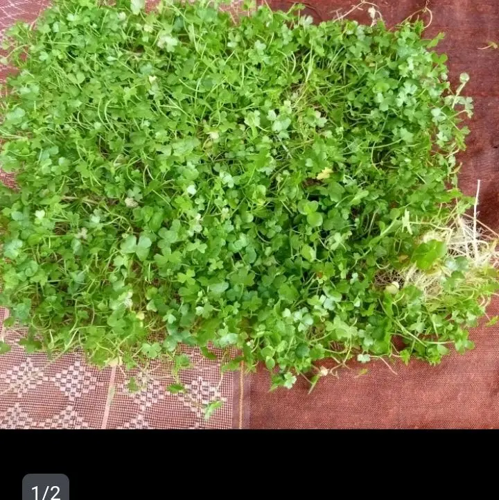 hydrocotile tipartita tanamn carpet sintetis hiasan aquarium 0