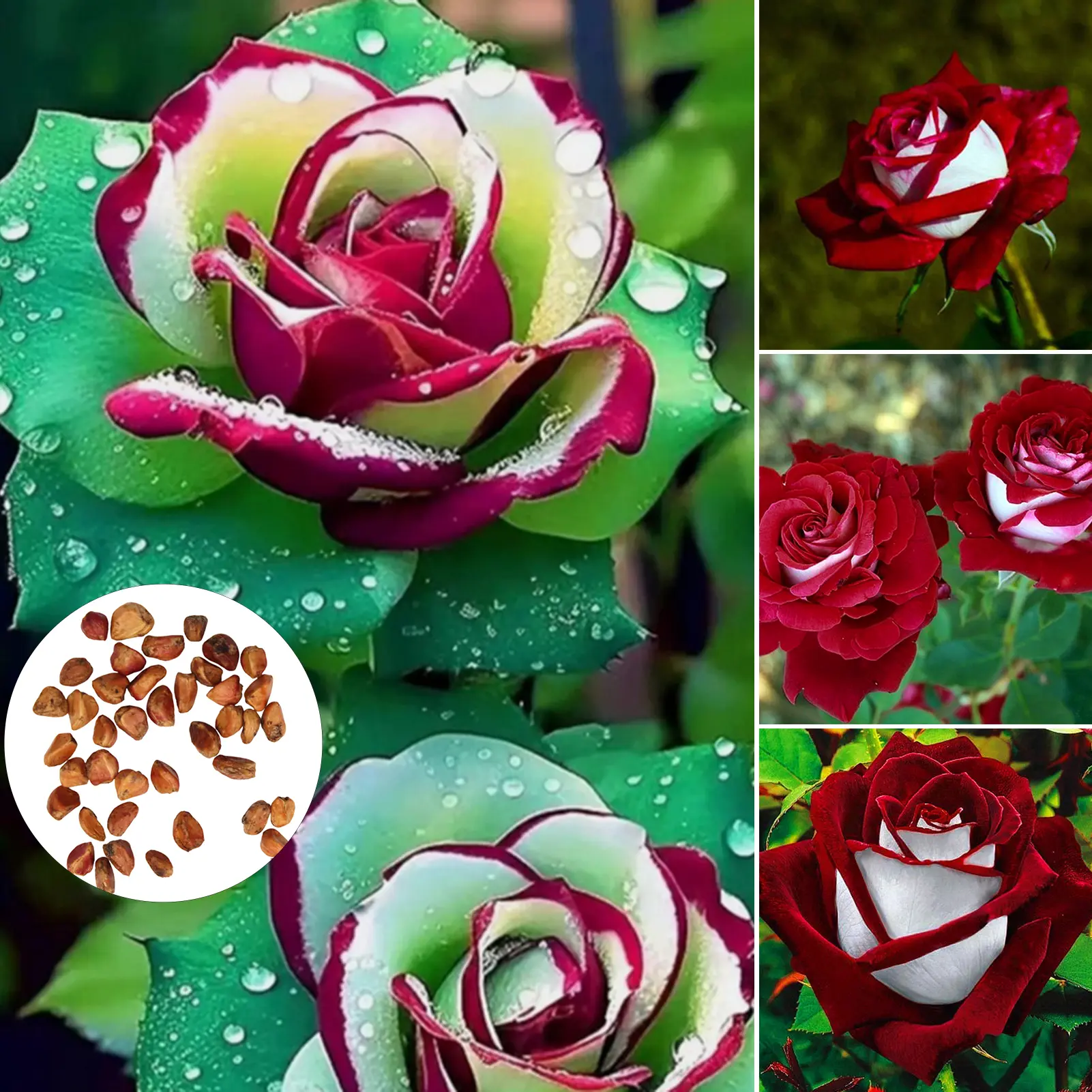 hibiscus plant seeds White Hibiscus Flower seeds for Planting Compact Growth main image 0