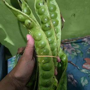 Pete 5 lonjor segar dan tua biji menonjol