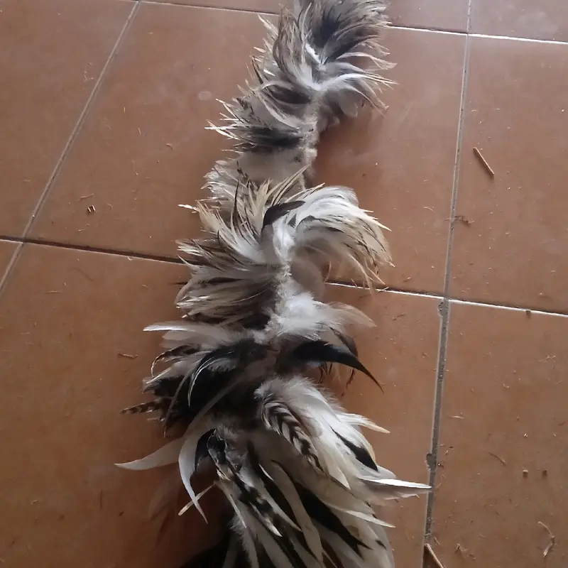 bulu ayam asli harga permeter. 4