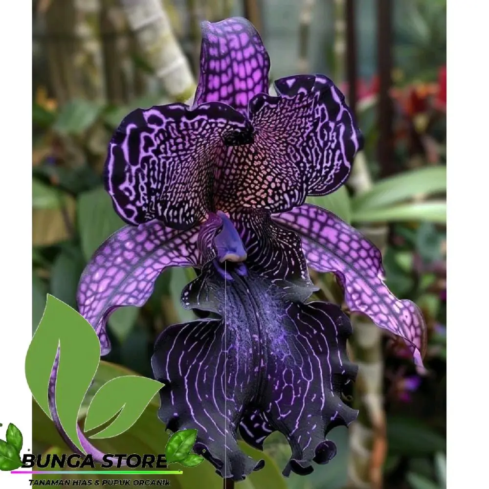 Bunga Anggrek Dendrobium Dewasa Import - Black Ungu, Tanaman Segar Berkualitas