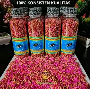 RAJANYA RACUN PEMBASMI TIKUS LANGSUNG MATI DI TEMPAT