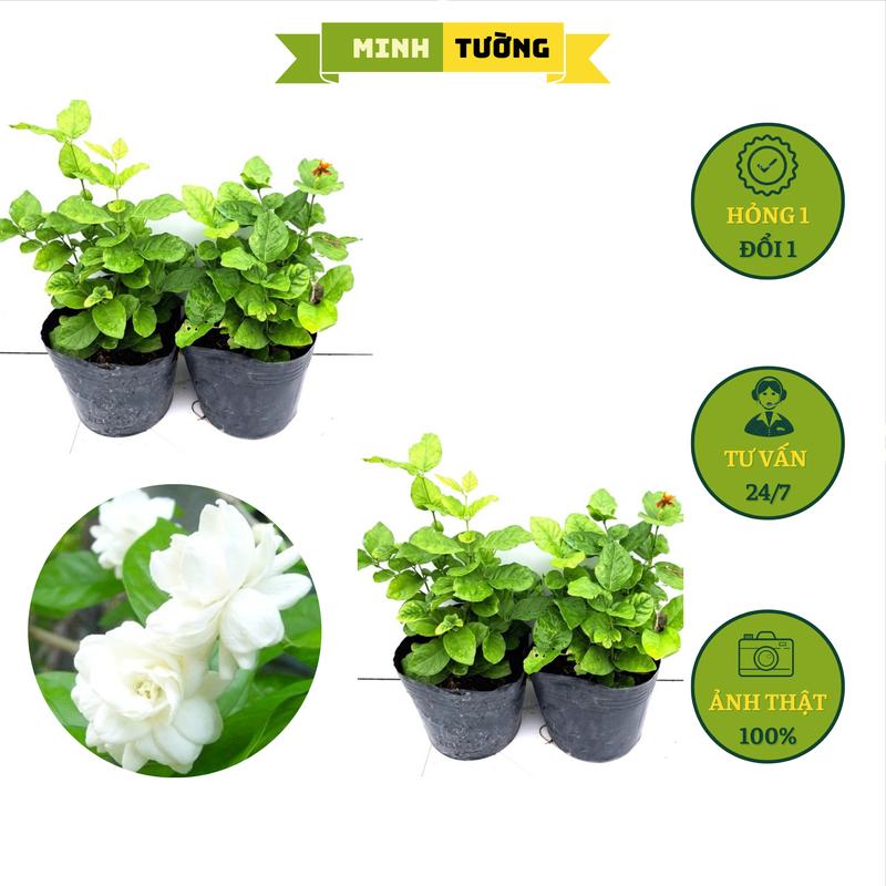 Combo 4 Chậu Lài Trà Hoa Thơm - Cây Hoa Nhài - Cây Cảnh Trang Trí