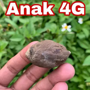 Muncang Adu Jenis Anak 4G