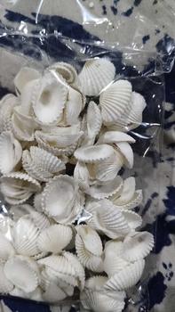 Product Review of Aksesoris Cangkang kerang Laut Achatin from W**9 1