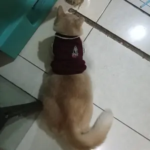 Rompi gaya kampus hewan peliharaan rajutan musim gugur dan musim dingin pakaian anjing pakaian anjing anak laki-laki pakaian kucing pakaian hewan peliharaan sweater anjing