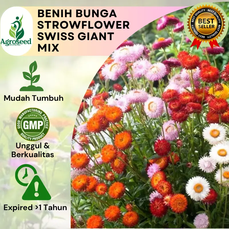 Strawflower Mix ±5