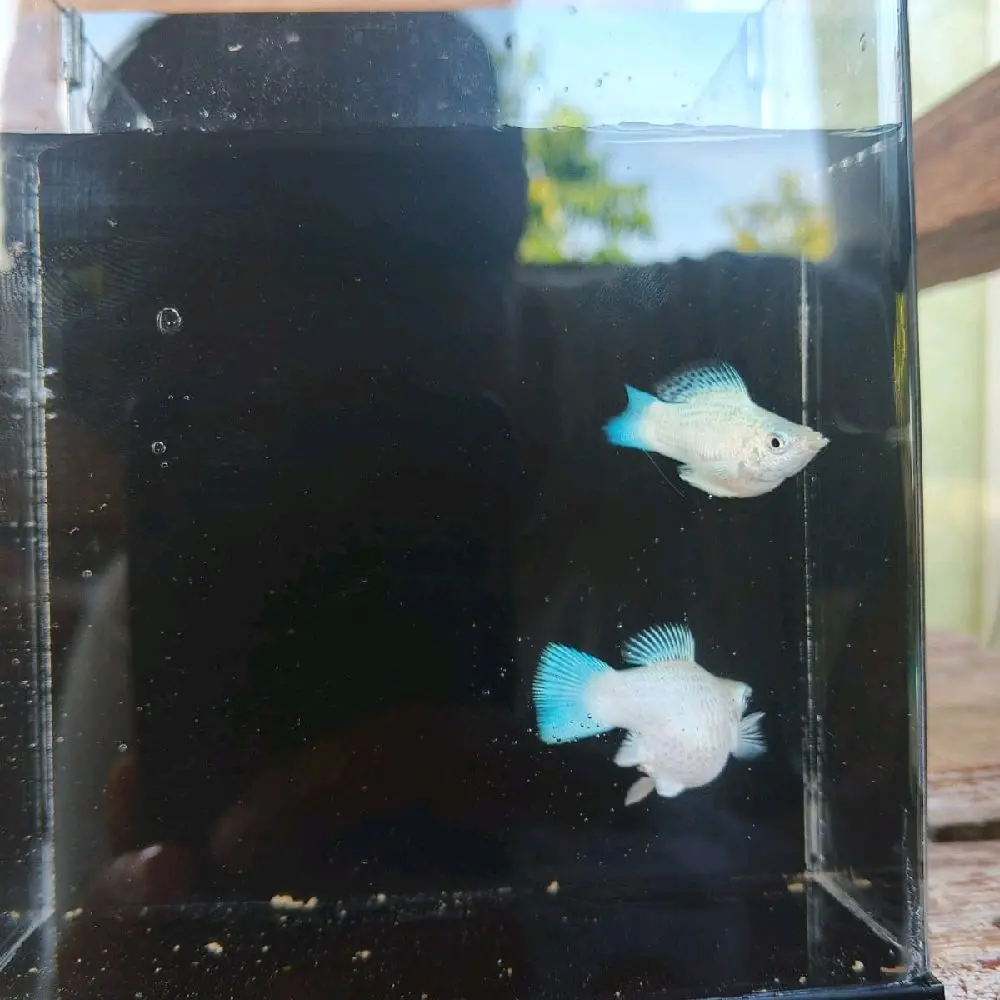 Kita Readykan Satu Pasang ikan molly cocok buat hiasan Aquarius dan aquascape