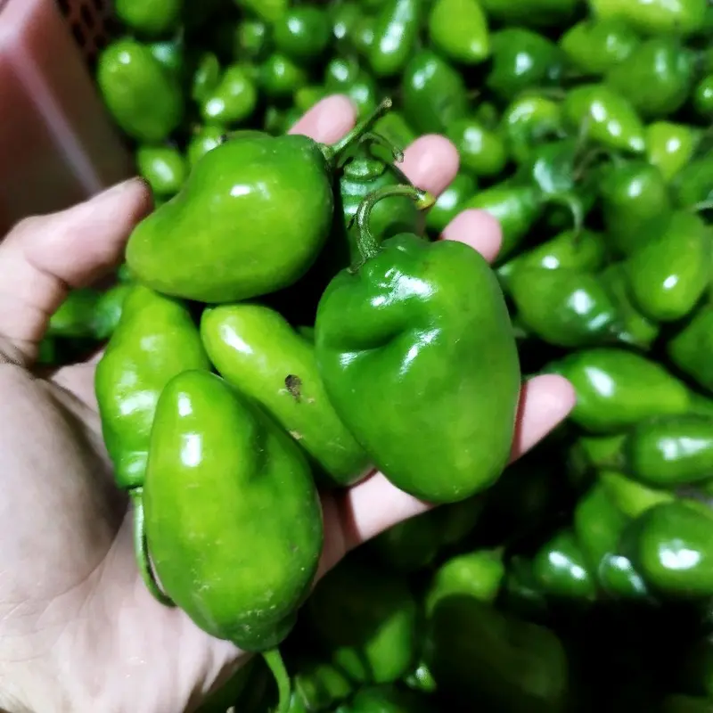 Cabe gendot/cabe kompor 1 kg - cabai segar 2
