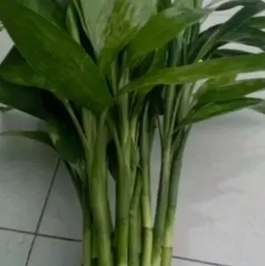 bambu hoki Sri rejeki .petik langsung dadakan