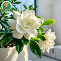 Gambar 100pcs/pack Benih Bunga Gardenia Segar Asli Untuk Menanam Bonsai, Benih Untuk Berkebun, Benih Gardenia Bonsai Filipina, Tanaman Hidup Gardenia Wangi, Tanaman Dalam Ruangan, Tanaman Hias Berbunga, Benih Tanaman Pembersih Udara, Benih Bunga Melati Tanjung - 4 packs - Seeds dari Benih Pilihan Alam Kota Administrasi Jakarta Pusat 5 Tokopedia