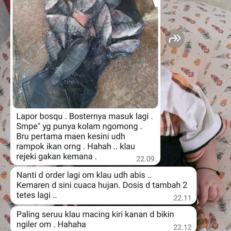 Booster Borneo / Pengumpul Ikan 6
