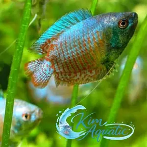 hiasan aquascape ikan sepat ralis cantik + bonus ikn/pkn