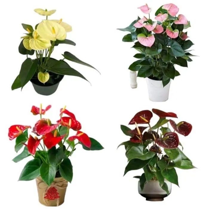 Promo MURAH Paket 4 Tanaman Hias Anthurium Mickey Mouse - Paket 4 Tanaman Bunga