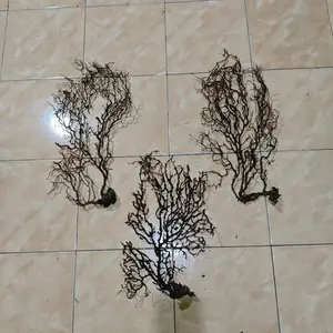 Akar Bahar atau uli Kipas Brahma Original Size -+45cm Upkedalaman 50M untuk pajangan dan Dekorasi