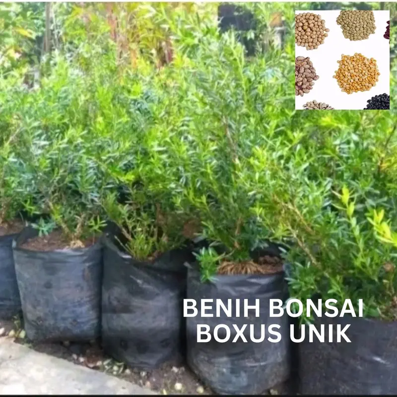 Benih Boxus (Bbt Boxus) - Bahan Bonsai Unik 3