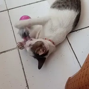 Mainan Kucing Bola Plastik Tikus Goyang Mainan Hewan Peliharaan Kucing Anjing Rattle Pet Toys Dog Cat Tumbler Mouse Swing Spring Mainan Per Kucing Bulu Goyang