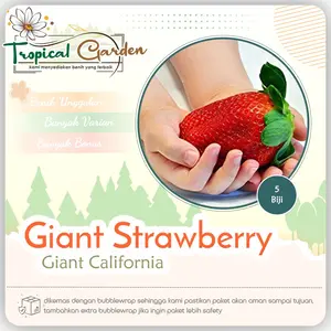Benih Biji Strawberry Giant Biji Strawberry Benih Buah Buahan COD