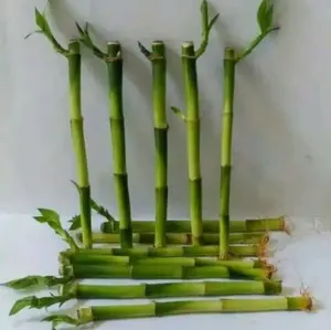 TANAMAN HIAS BAMBU HOKI BAMBU AIR ASLI TINGGI 30CM