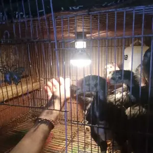 Lampu Spot  / Lampu Penghangat / Makanan & Hewan Ternak SATUAN