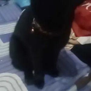 [instan] Pawpediastore Kalung Premium Reflektif untuk Kucing & Anjing dengan Lonceng – Pet Collar Aksesori Hewan