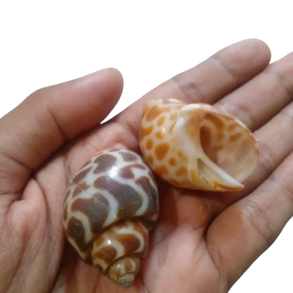 cangkang kerang/keong macan 12 pcs