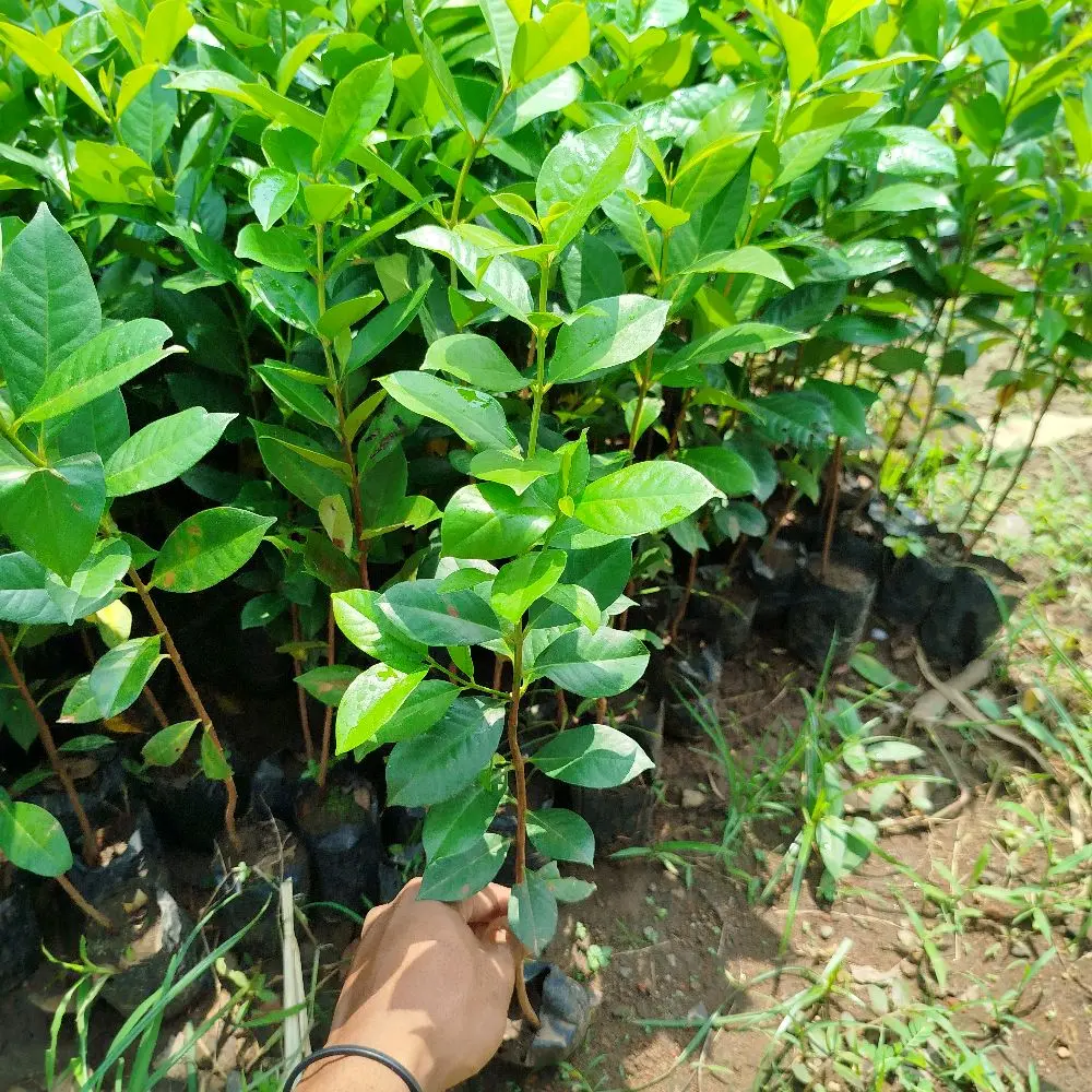 Bibit Tanaman Daun Salam Bumbu Masak