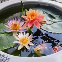 Gambar Bibit Teratai Air Teratai Kualitas Tinggi Tanaman Lili Air Hidroponik Benih Bonsai Benih Bunga untuk Menanam Bunga Pot Tanaman Berbunga Bibit Teratai Air Tanaman Hidup Dijual Tanaman Dalam Ruangan Tanaman Asli Dekorasi Taman Buto Ng Bulaklak - 1 pack*mixed colors dari Benih Pilihan Alam Kota Administrasi Jakarta Pusat 3 Tokopedia