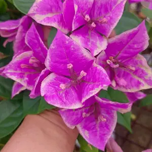 BUTTERCUP BOUGENVILLE IMPORT 100% ORIGINAL TERMURAH