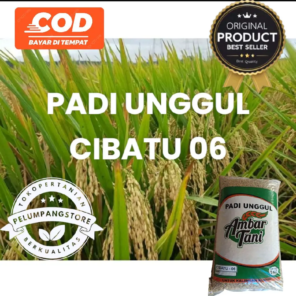 BENIH PADI CIBATU 06 PREMIUM kemasan 5KG