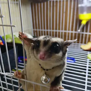 Kalung Tupai Sugar Glider Lucu + Lonceng