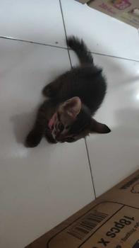 Product Review of Kalung kucing free liontin custom nama akrilik grey from l** l**h 0