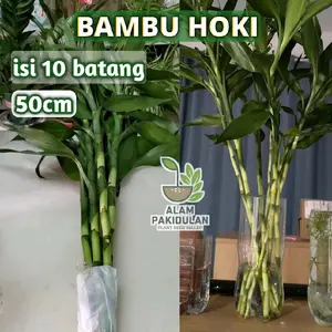 Bambu Hoki Sri Rejeki isi 10 Batang Panjang 50cm