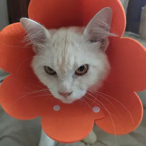 Kerah Pemulihan Kucing Penutup Pelindung Hewan Peliharaan Penutup Perawatan Kucing dan Anjing Anti-Menjilat bentuk bunga