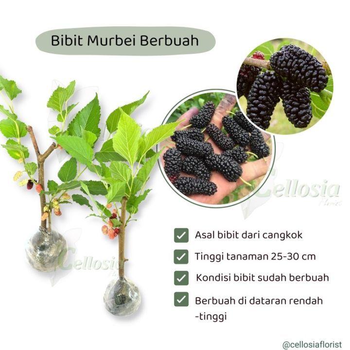 Paket 2 Bibit murbei jumbo kondisi berbuah(bonus pupuk)