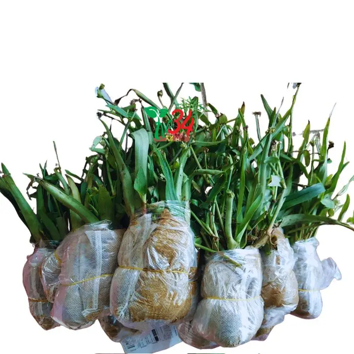 ba bầu,03 bầu LINH CHI THẢO rất nhiều cây thích hợp tách ra xử dụng,  nhân giống, cỏ dạ DẦY,  CỎ BAO TỬ- TỶ LỆ SỐNG 99% - Trồng chậu, thùng xốp, luống đất. 0