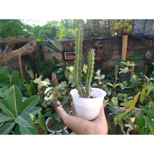 TERLARIS Kaktus Panjang Estetik