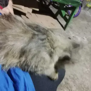 Baju Kucing Jersey Basket Lucu – Kostum Sporty Anabul Jersey Nomor Pemain (XS–XXXL)