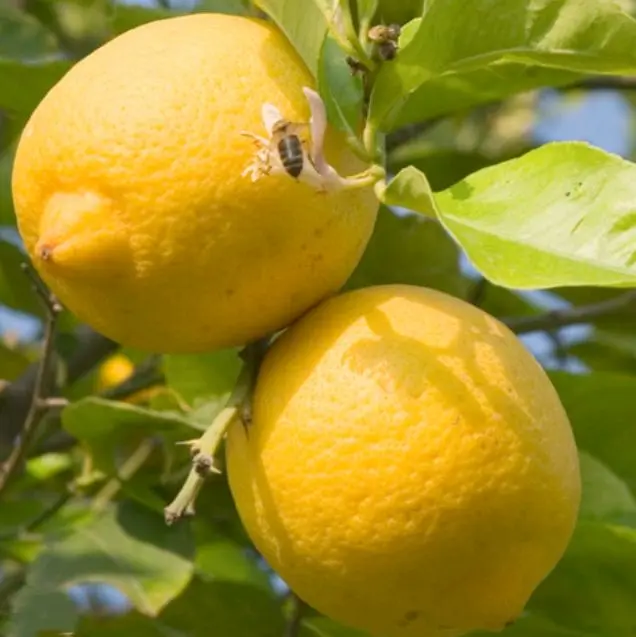 Bibit Lemon Segar untuk Pertanian Rumah Tangga dan Kebun