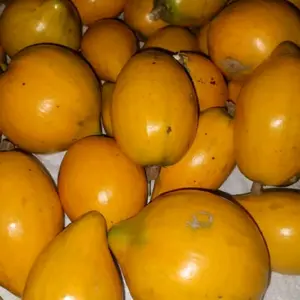 SAWO MENTEGA / BUAH ALKESA PULEN