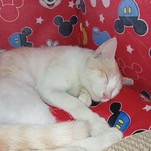 tenda kucing BONUS KASUR ukuran 45x45