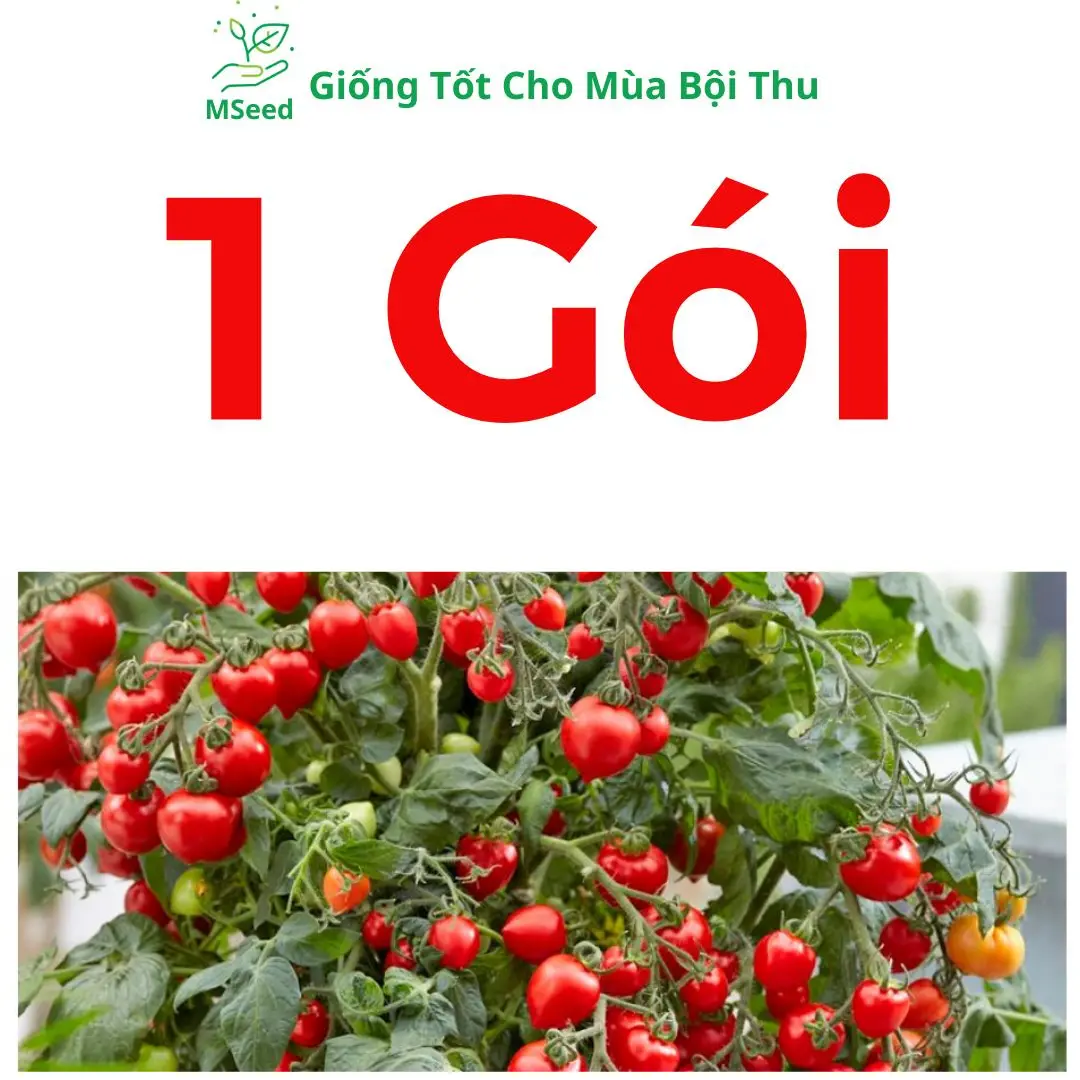 1 Gói Cà Chua Bi Đỏ (50 Hạt)